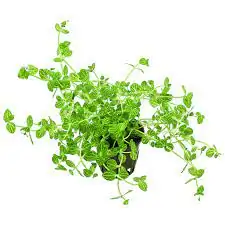 Lindernia rotundifolia